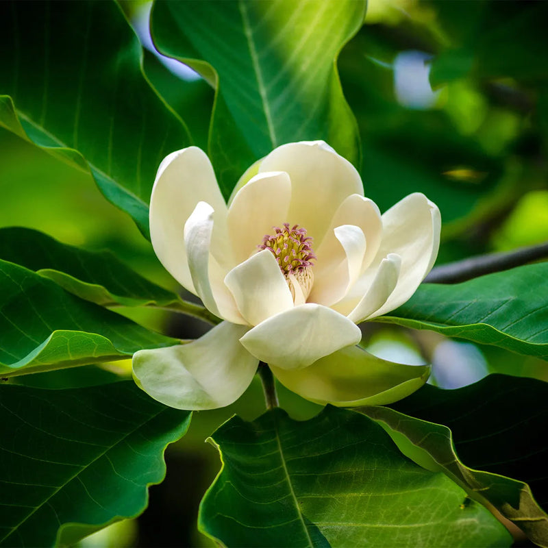 Heirloom Non-GMO Magnoliaceae Flower Seeds for Planting – Fragrant Tree Blooms for Elegant Landscapes