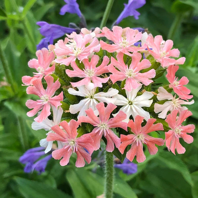 Heirloom Non-GMO Maltese Cross Flower Seeds for Planting – Bright Red Hardy Blooms for Cottage Gardens