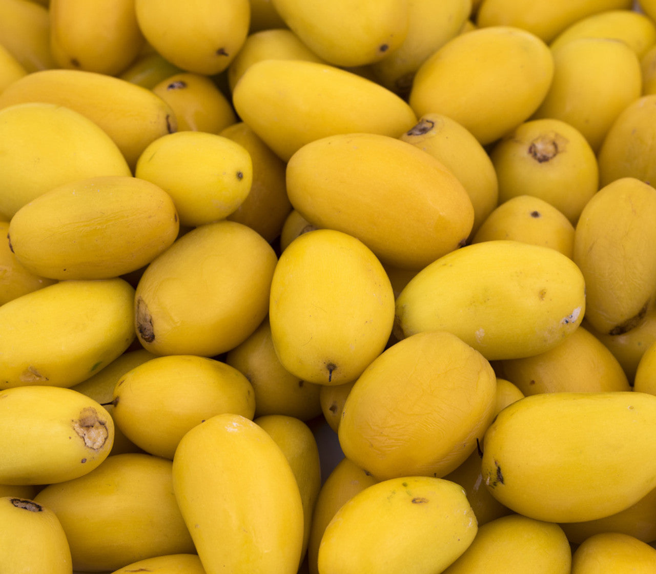 Manilkara Kauk Fruit Seed Collection for Sweet, Tropical Fruit 100 Pcs pcs