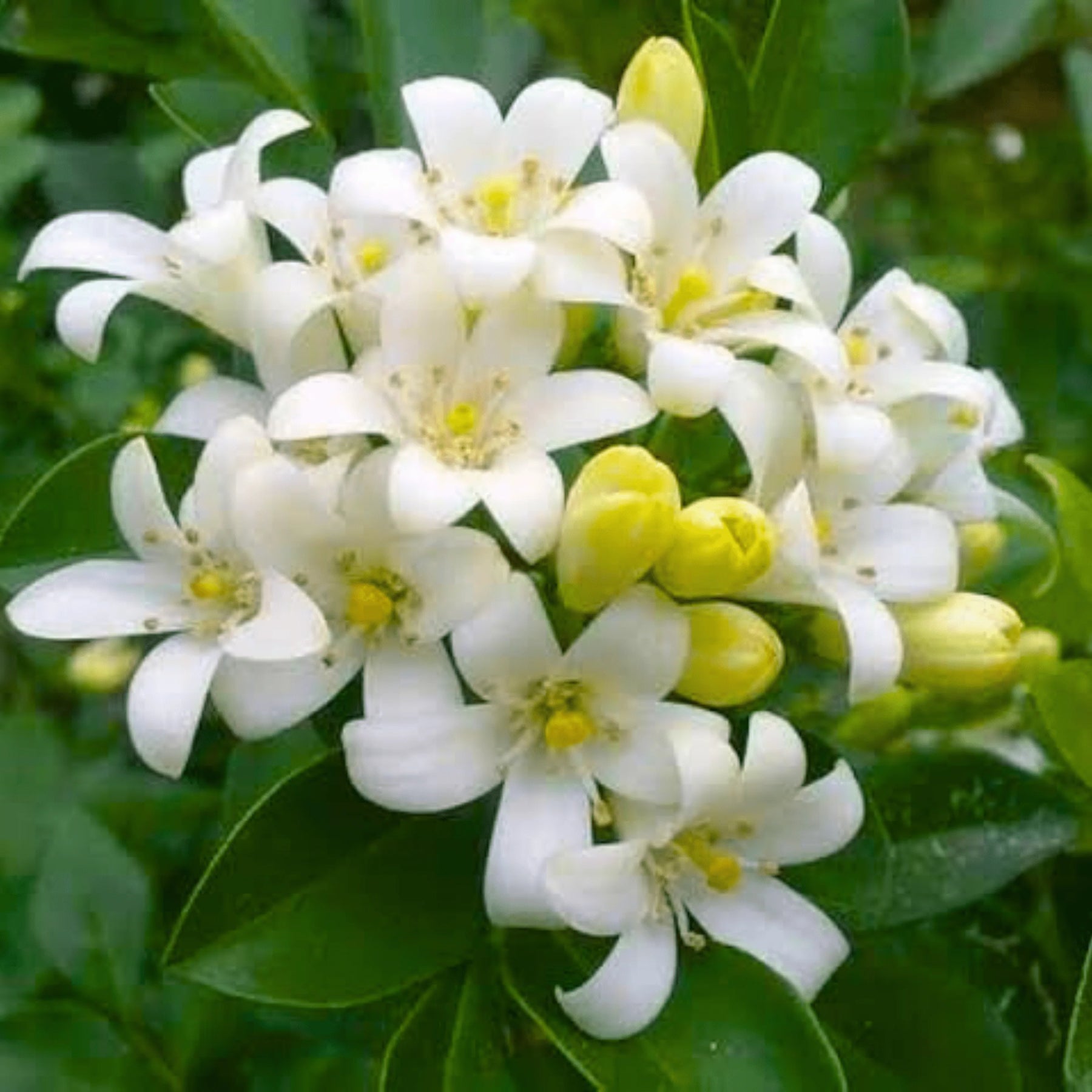 White Murraya Flower Seeds – Heirloom, Non-GMO Seeds for Planting Fragrant Garden Blooms