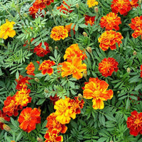 Mixed Marigold Flower Seeds for Planting - Heirloom and GMO Free Seeds, Beautiful Floral Blooms