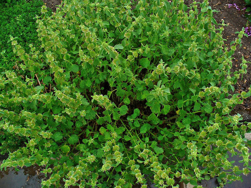Marrubium Vulgare horehound herb plant seeds for garden growing