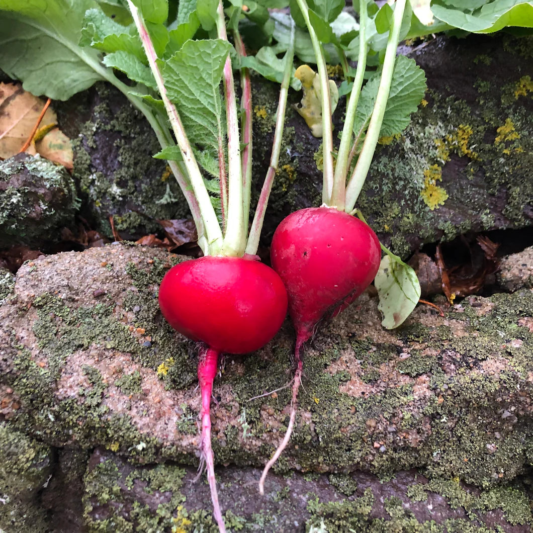 Cherry Belle Radish Seeds for Planting-Heirloom & Non-GMO Seeds for planting