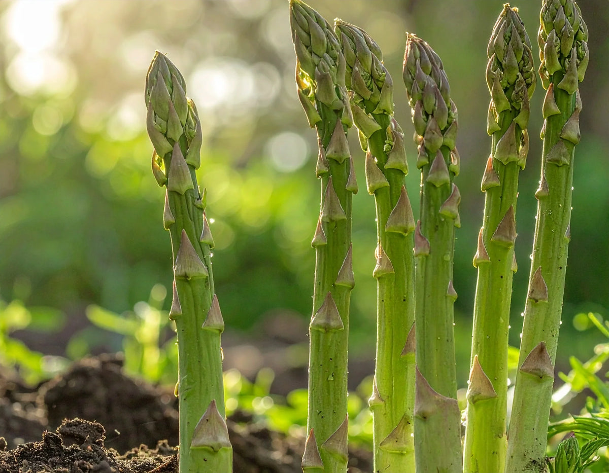 Asparagus Mary Washington Seeds for Planting heirloom & Non-GMO Seeds