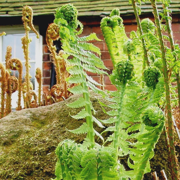 Fresh Ostrich Fern plant seeds for ornamental shade gardens