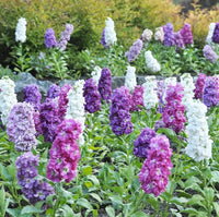 Purple & White Matthiola Incana Seeds ƒ?? Elegant Flower Seeds for Planting for planting in your garden.
