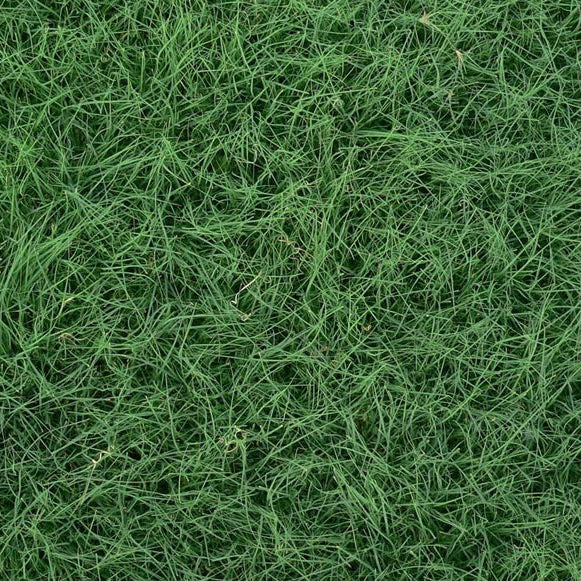 Buffalo Grass Seed Blend - Eco-Friendly, Drought-Tolerant Lawn Solution