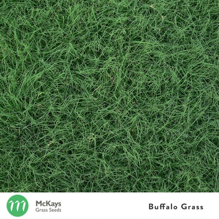 Buffalo Grass Seed Blend - Eco-Friendly, Drought-Tolerant Lawn Solution