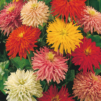Cactus Flowered Zinnia Mix Seeds for Home Garden Planting | Heirloom Non-GMO