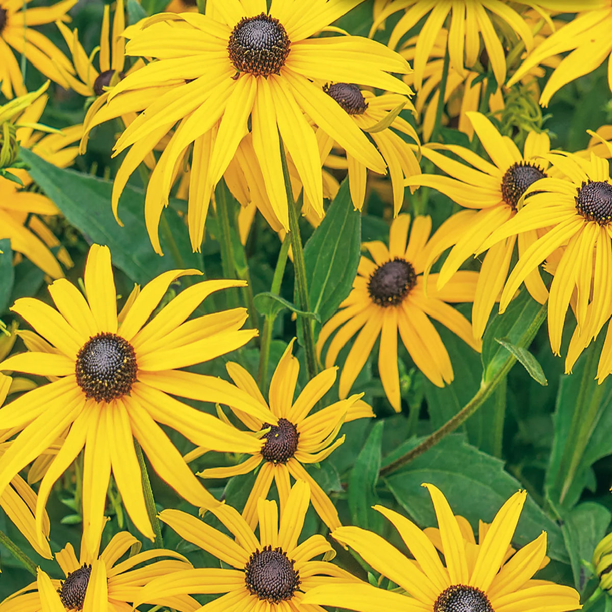 Heirloom Black Eyed Susan Flower Seeds for Planting - NON GMO Seeds