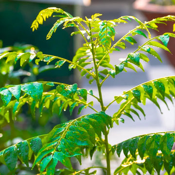 Murraya Koenigii (Curry Leaf Plant) Seeds for Planting – Heirloom & Non-GMO Tree Seeds