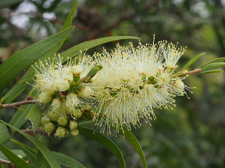 Heirloom Non-GMO Bottle Brush Melaleuca Flower Seeds for Planting – Vibrant Garden Blooms