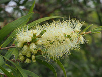 Heirloom Non-GMO Bottle Brush Melaleuca Flower Seeds for Planting – Vibrant Garden Blooms
