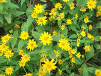 Heirloom Non-GMO Melampodium Paludosum Flower Seeds for Planting – Bright Compact Blooms for Garden Borders - Non-GMO for planting in home garden