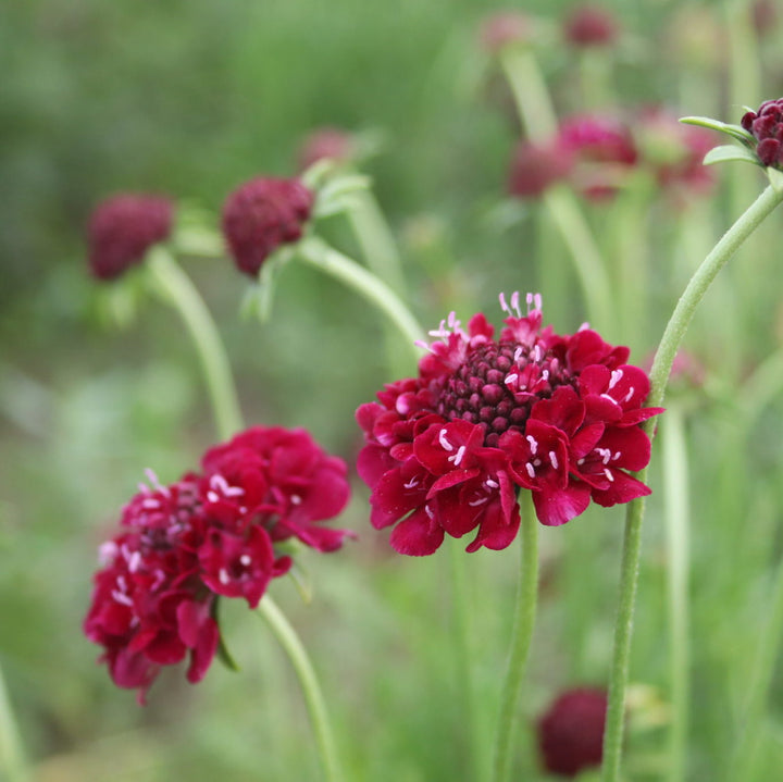 Organic Heirloom Non-GMO Red Pincushion Seeds for Planting – Unique Garden Blooms