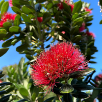 Red Pohutukawa Flower Seeds for Planting - 100 pcs