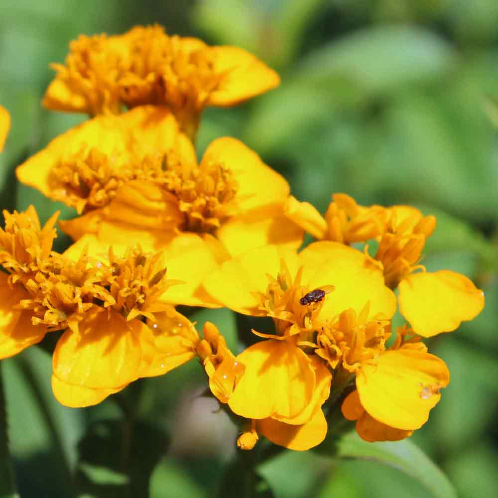 Organic Heirloom Non-GMO Yellow Mexican Tarragon Seeds for Planting – Garden Herbs