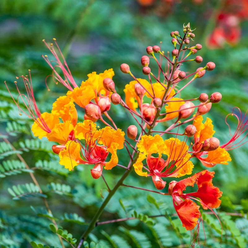 Heirloom Barbados Flower Seeds for Garden Planting, Non-GMO, Tropical Blooms for Vibrant Landscapes