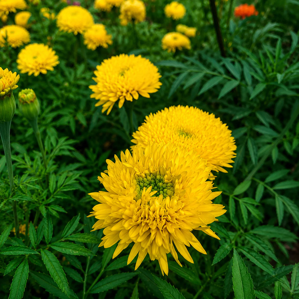 Chrysanthemum Marigold Flower Seeds for Planting 100 pcs -Hierloom Flower Seeds