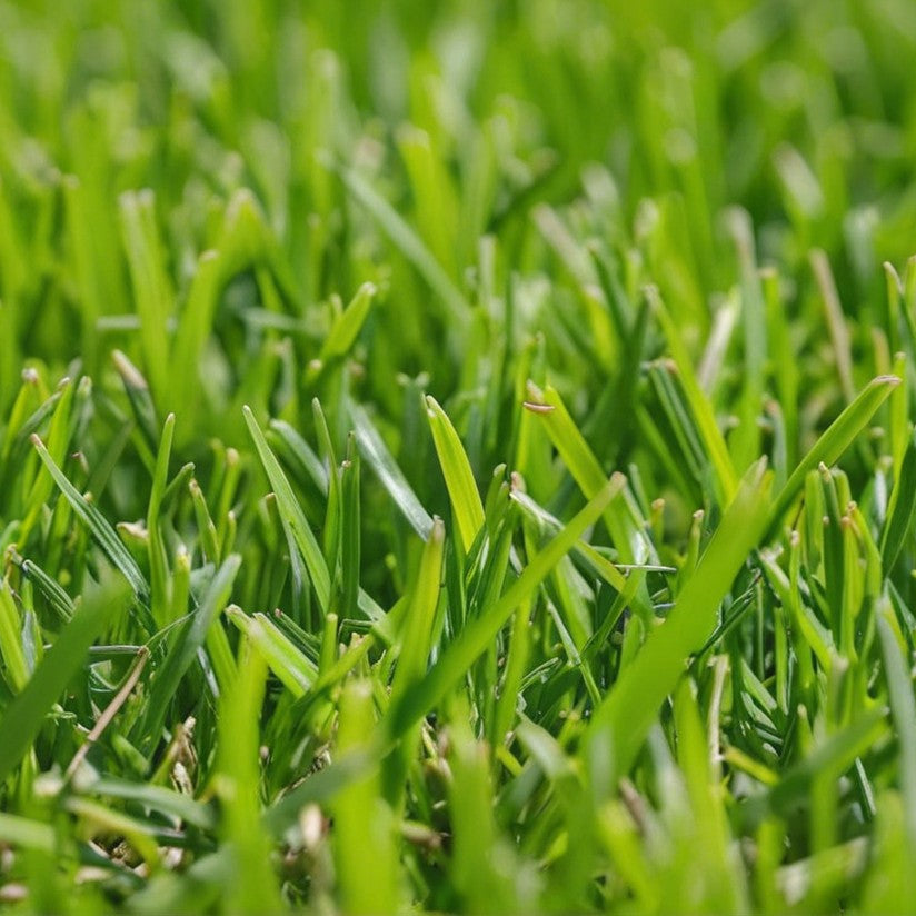 Zoysia Meyer grass seed close-up showing dense green blades