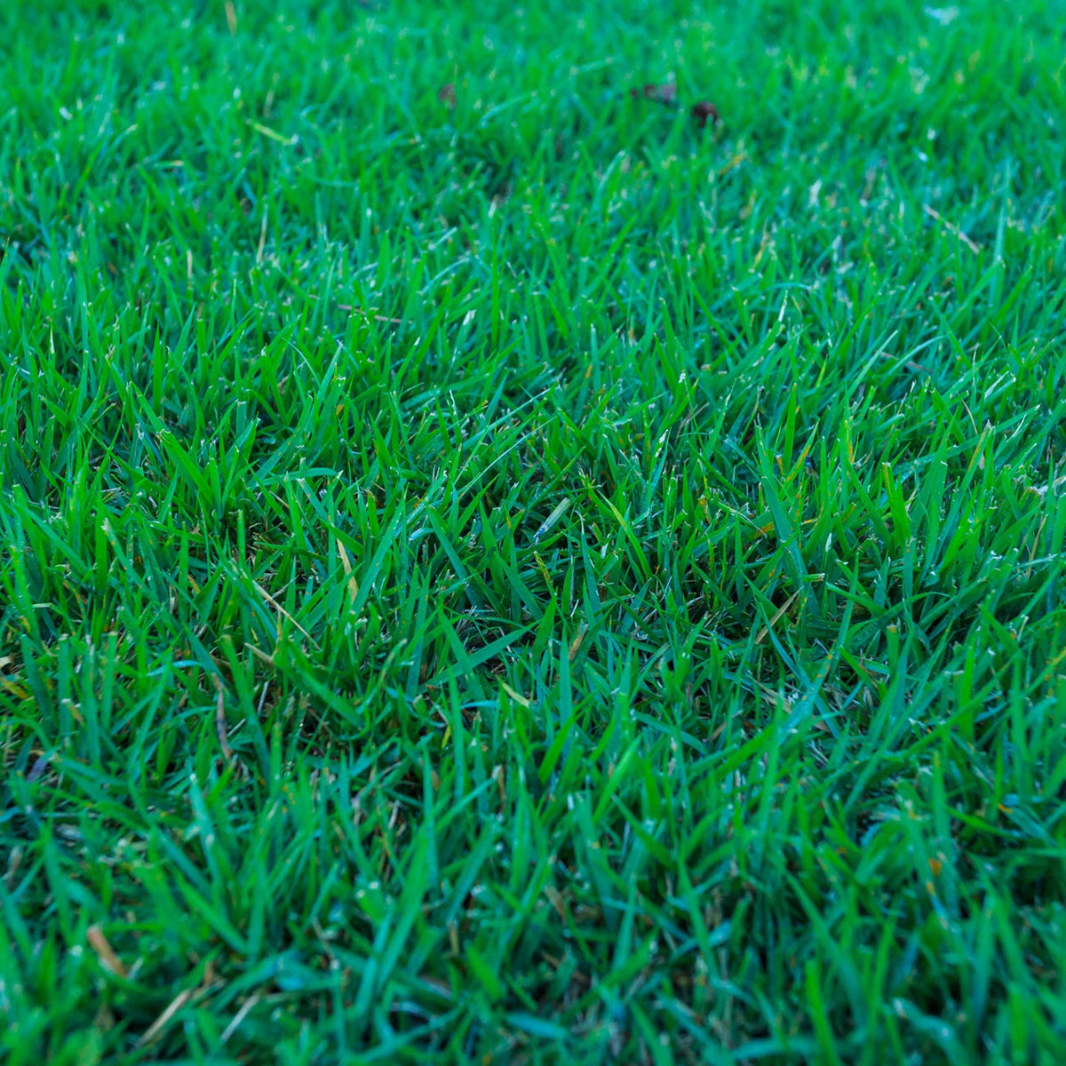 Established Zoysia Meyer lawn after 6 weeks of growth
