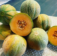 Minnesota Midget Melon Seeds for Home Garden Planting | Heirloom Non-GMO