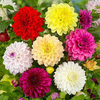 Mixed Dahlia bulbs for planting in a garden
