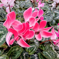 Mixed Color Cyclamen Flower Seeds for Planting-Heirloom & Non-GMO Seeds for planting