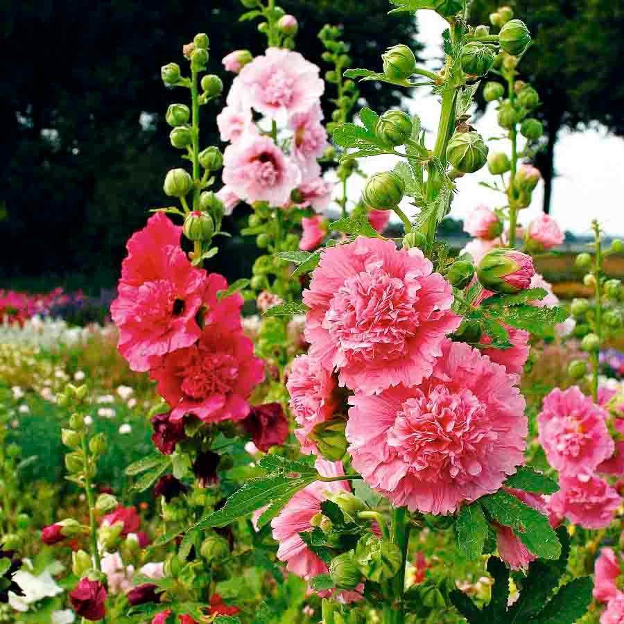 Mixed Hollyhock flower seeds with vibrant colorful blooms