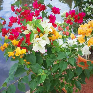 Mixed color Bougainvillea flowers growing on a healthy climbing vine.