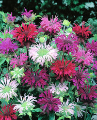 Mix Bergamot Flower Seeds for Planting, Heirloom, Non-GMO Seeds