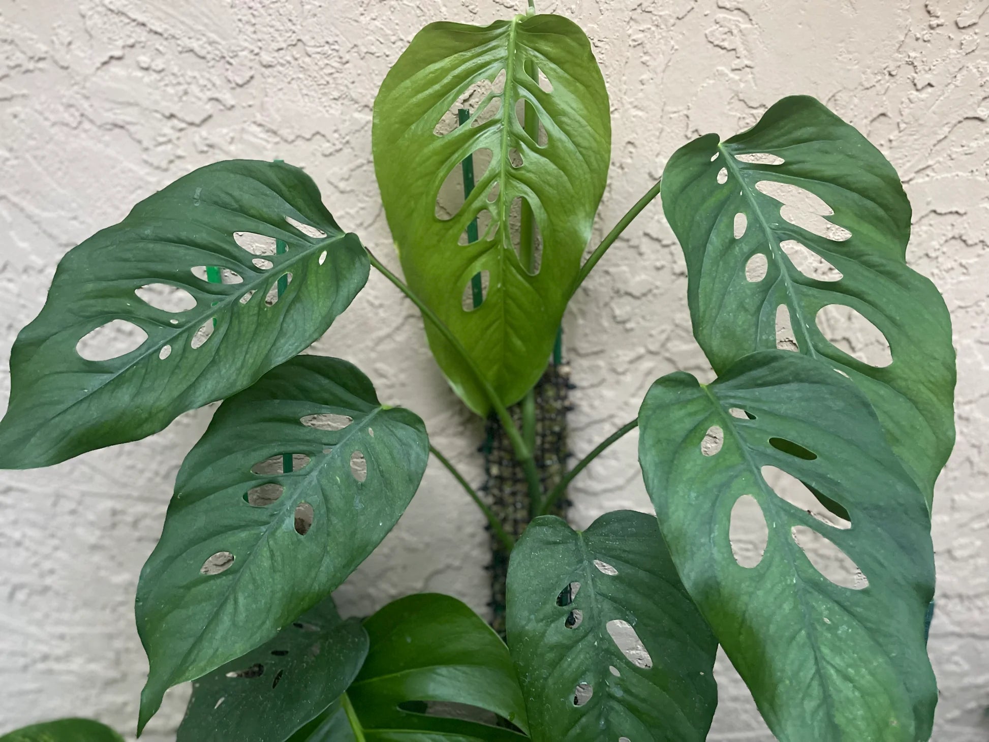 Silver-patterned Monstera Siltepecana growing in a decorative container.