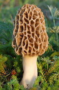 Morel mushroom growing seeds for home cultivation and gardening projects