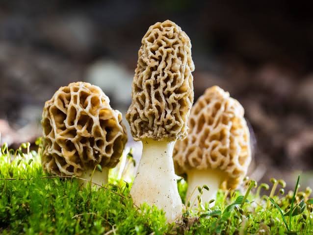 Morel mushroom growing setup for home gardening enthusiasts