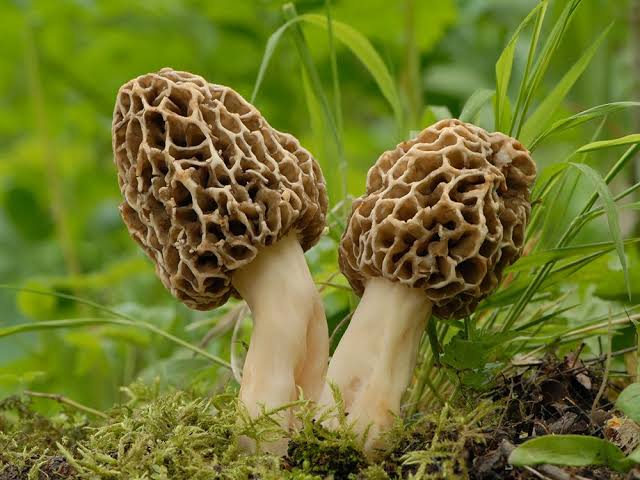 Morel mushroom variety shown for specialty fungi growing and cultivation