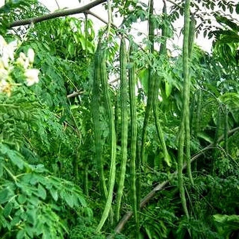 Moringa Oleifera plant thriving in a sunny outdoor landscape.