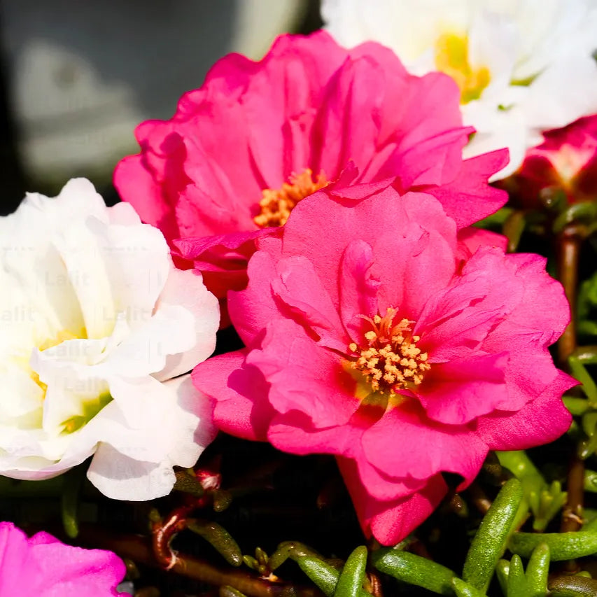 Carpet Moss Rose Flower Seeds for Planting – Heirloom, Non-GMO Ground Cover Seeds