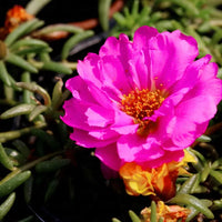 Heirloom Non-GMO Purple Portulaca Flower Seeds for Drought-Tolerant Summer Garden Planting