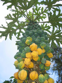 Mountain papaya Vasconcellea pubescens seeds
