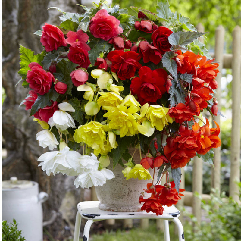 Heirloom Begonia Semi-Trailing Seeds – Non-GMO Flower Seeds for Planting - Begonia for planting in home garden