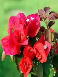 Mrs. Butt Bougainvillea Flower Seeds for Planting for planting in home garden