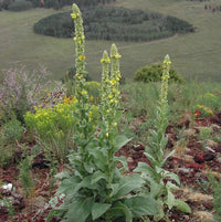 Bright yellow Verbascum flowers blooming in a sunny garden border