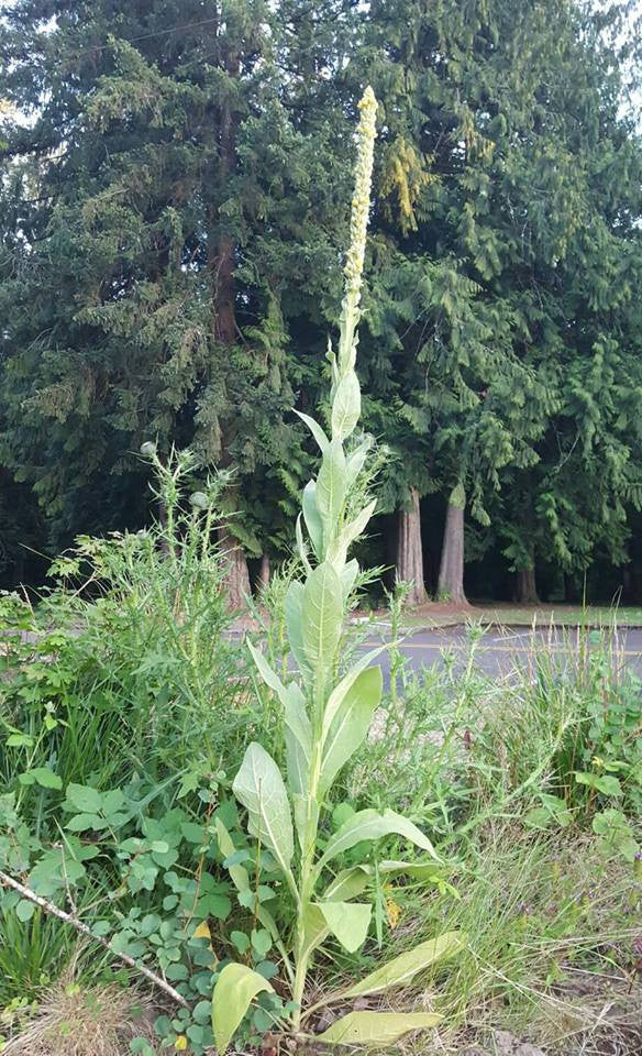 Green Verbascum Thapsus Plant Seeds for Planting - NON GMO Seeds