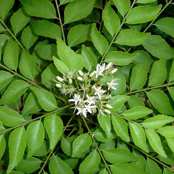 Curry Leaf Seeds for Planting – Heirloom & Non-GMO Herb Tree Seeds