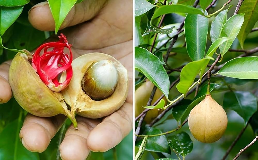 Myristica fragrans Nutmeg Tree growing in a tropical garden landscape