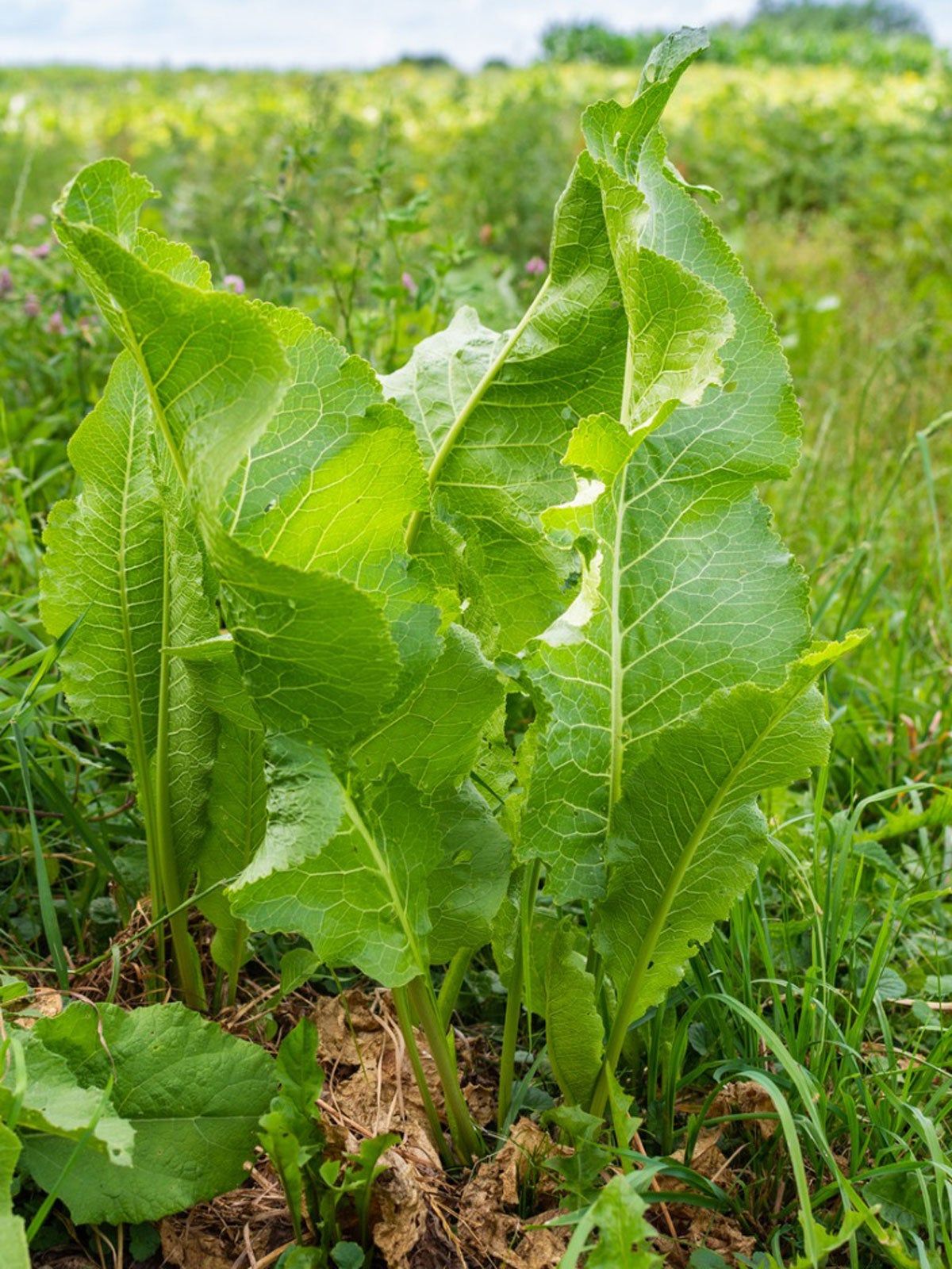 Horseradish Seeds for Planting - 100 Pcs pcs