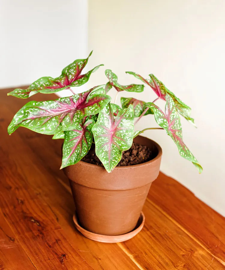 Caladium Bicolor Seeds