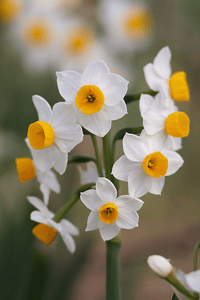 Narcissus Flower Seeds for Planting, Heirloom, Non-GMO, 100 pcs for planting in home garden