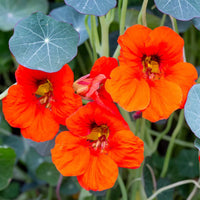 Fiery Festival Nasturtium Flower Seeds – Vibrant Annual Blooms for Garden Planting