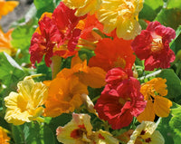 Colorful edible nasturtium flowers blooming on healthy climbing plants.